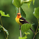 A western tanager. Hope you enjoy your new home in Denali National Park.